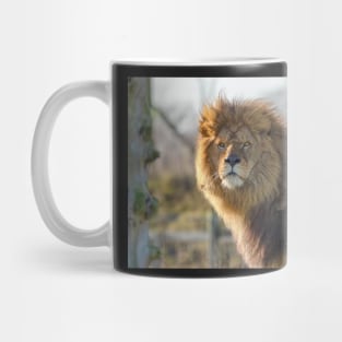 Majestic male lion Mug